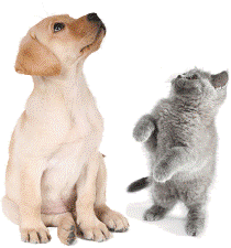 cane e gatto p cane e gatto p