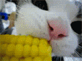 貓咪吃玉米