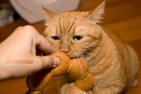 波提貓之甜甜圈貓橘子是也