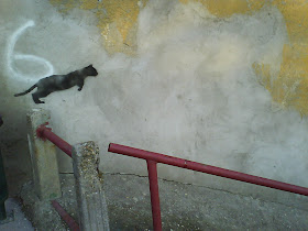 street art, graffiti, falfirka, stencil, Egyfarkú Cica