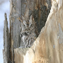 Eastern Screech Owl gray phase