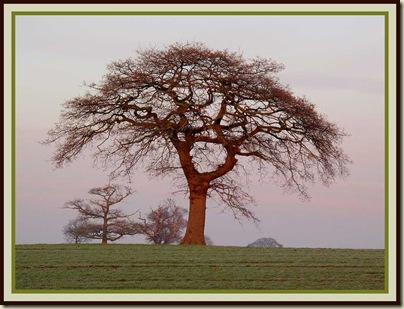 A Cheshire Tree