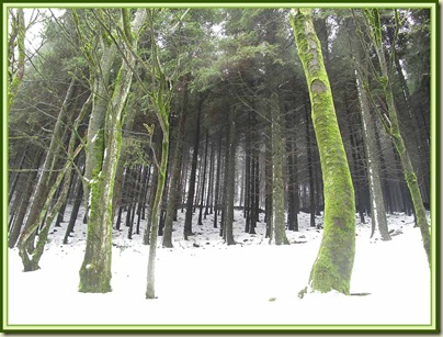 Trees on Nessit Hill, in Macclesfield Forest
