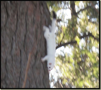 An ermine hurrying down a tree trunk