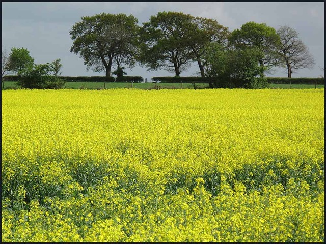 [0210oilseed1[3].jpg]