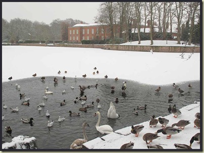 The duck pond at Dunham Massey, in winter