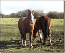 Horses near Moorside