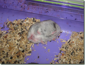 hamster dormindo