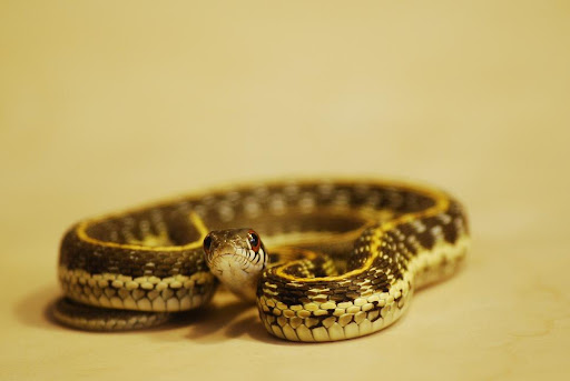 Garter Snake Morphs. I have a few snakes left from