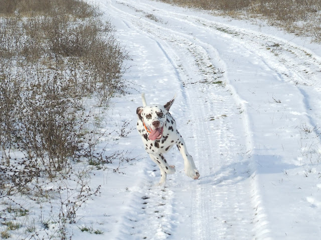DSCF8330.JPG