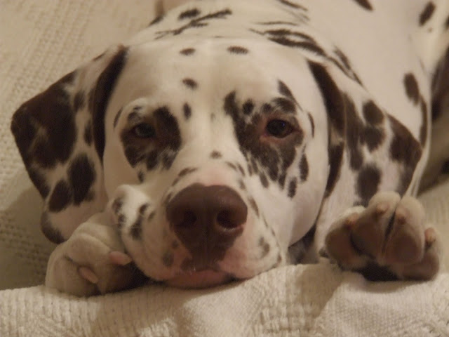 DSCF8447.JPG