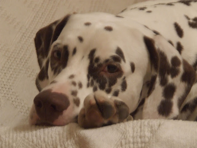 DSCF8452.JPG