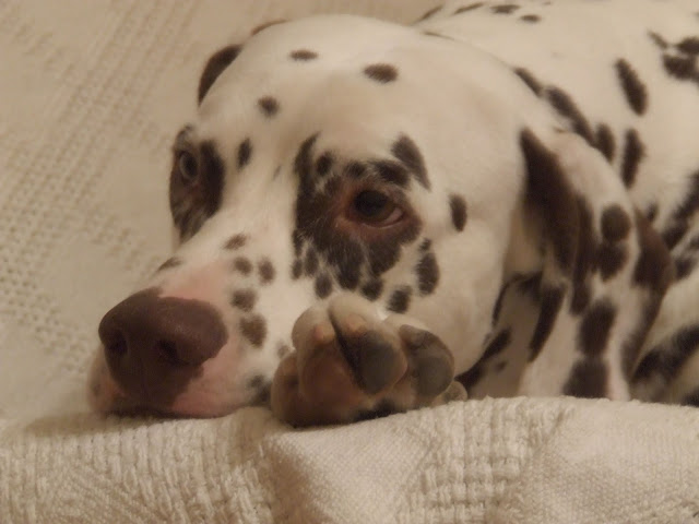 DSCF8453.JPG