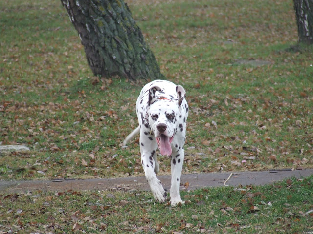 DSCF8118.JPG