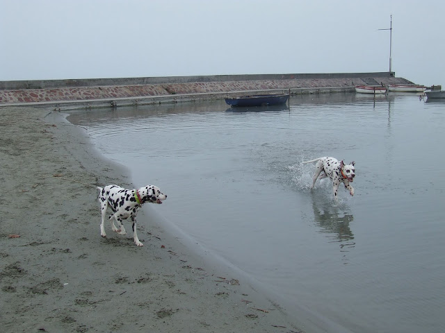 DSCF8131.JPG