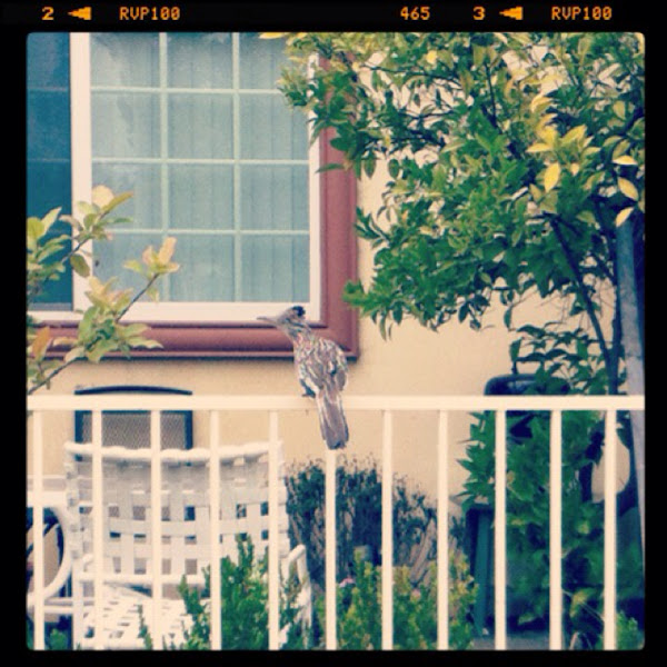 Road runner Project Noah