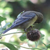 Lesser Goldfinch     female