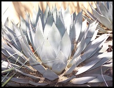Agave...make Tequila from this..