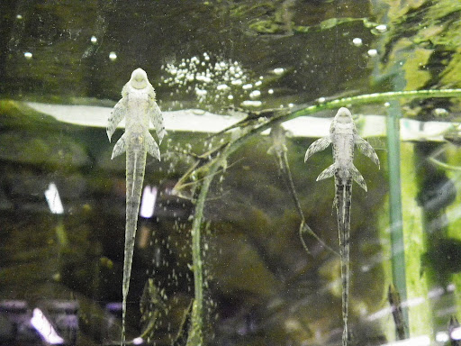 Неожиданная прогулка! 