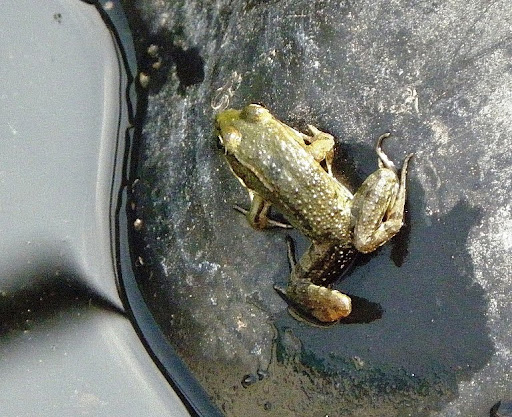 Неожиданная прогулка! 