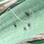 Yucca plant bug