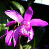 Bletilla Orchid
