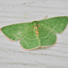 Red-Fronted Emerald Moth