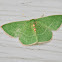 Red-Fronted Emerald Moth