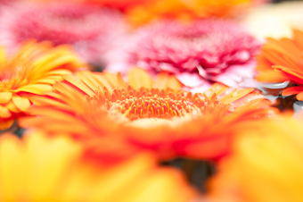 orange flower (2010)