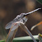 Blue Dasher