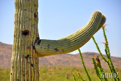 4. Cactus close up