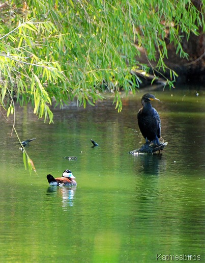 7. Neotropic cormorant