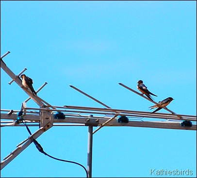 7. barn swallows-kathie