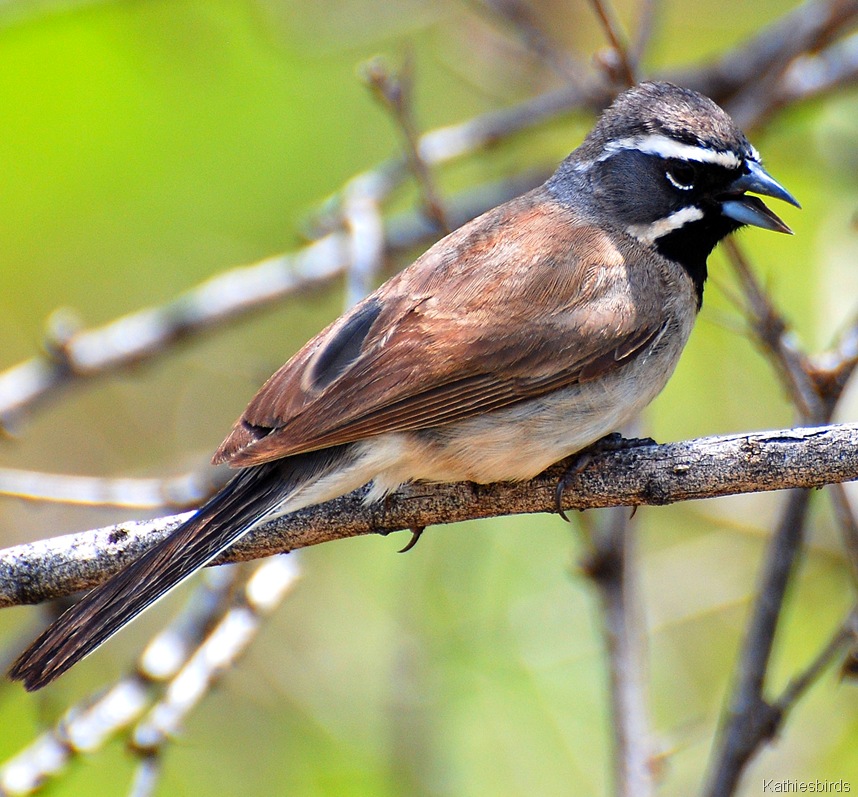 [1.black-throated sparrow[7].jpg]