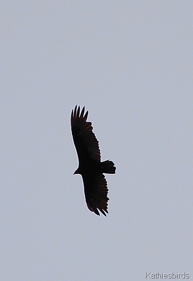 6. turkey Vulture