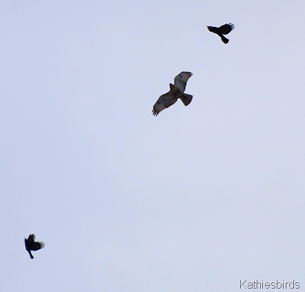 12. crow dance kathiesbirds