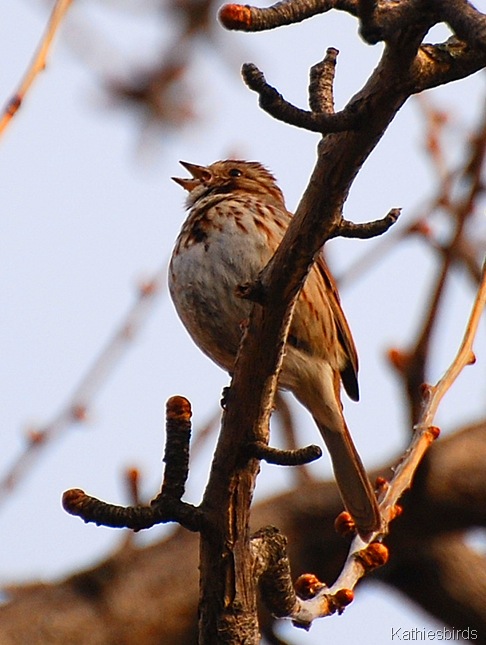 2. Song Sparrow kathiesbirds