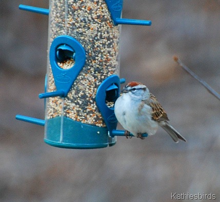 3. chipping sparrow_kathie