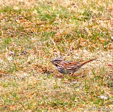 5. sparrow-kab