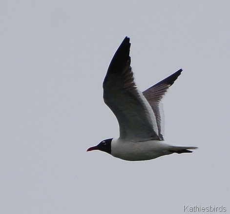 13. Laughing gull-kab