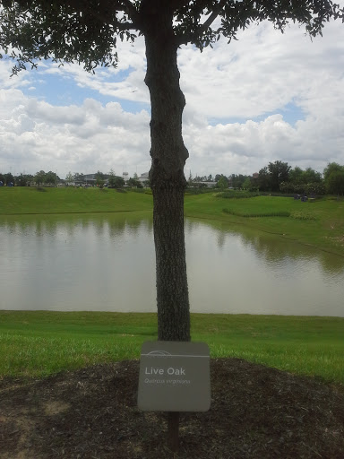 Rick Rice Park Live Oak