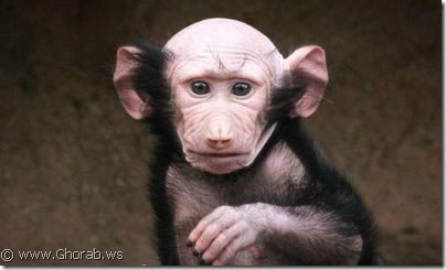 القرد الأصلع Bald Monkey