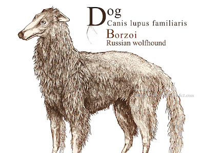 ボルゾイ イラスト 752421-ボルゾイ イラスト