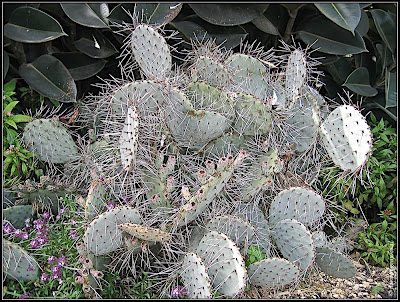 Orchids garden - Utopia