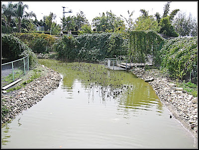 Orchids garden - Utopia