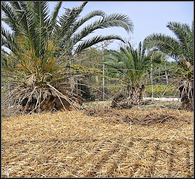 Orchids garden - Utopia