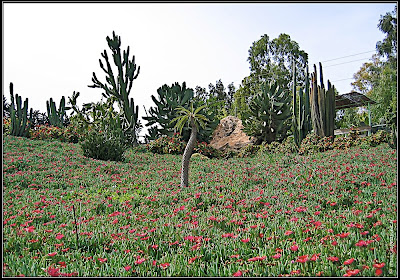 Orchids garden - Utopia