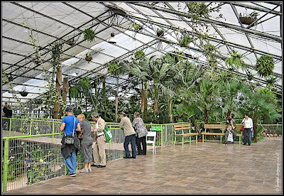 Orchids garden - Utopia