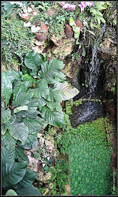 Orchids garden - Utopia