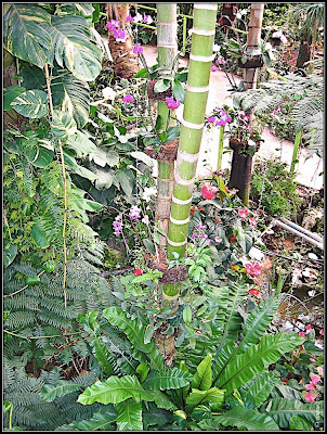 Orchids garden - Utopia